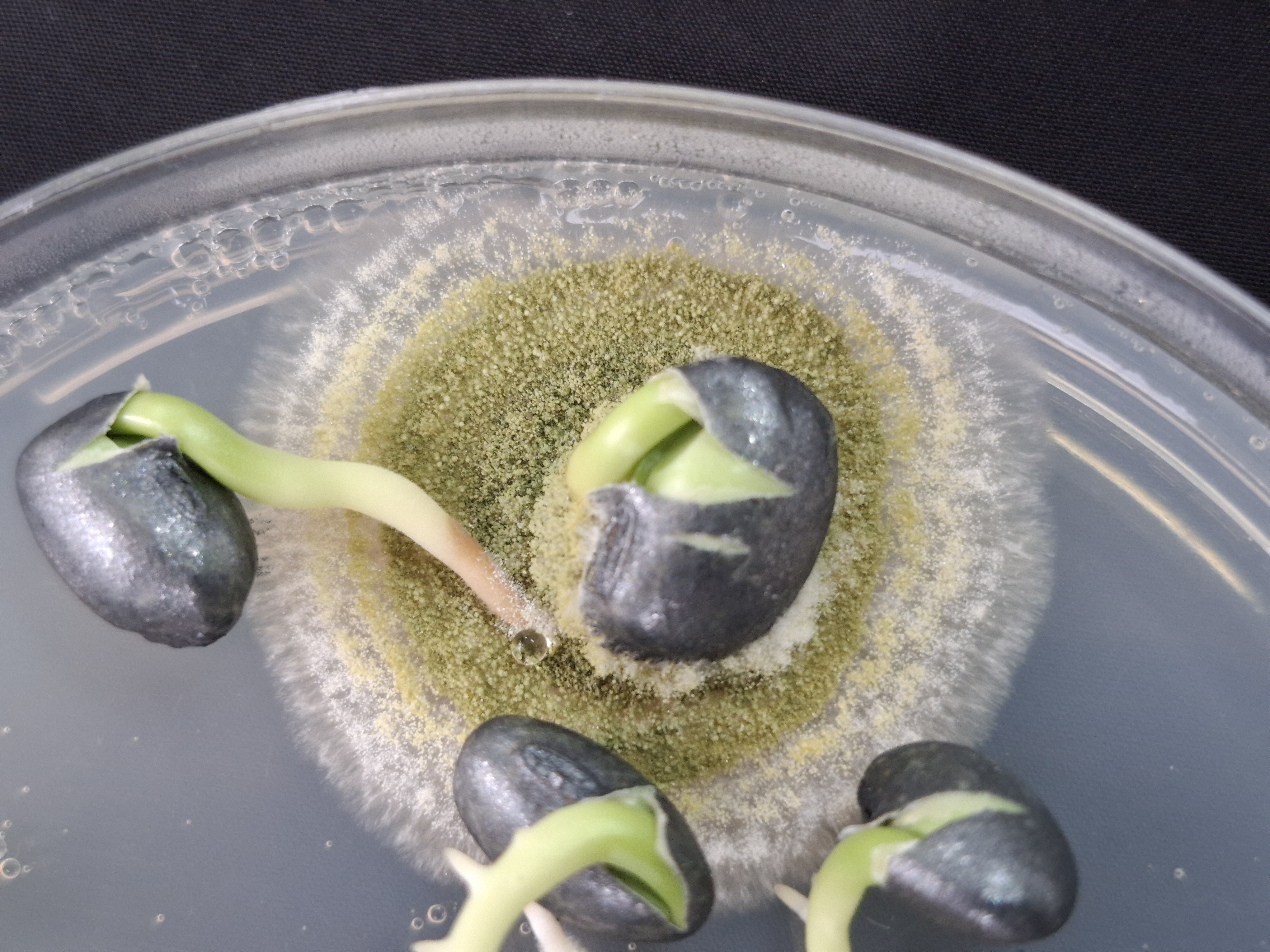 Aspergillus flavus